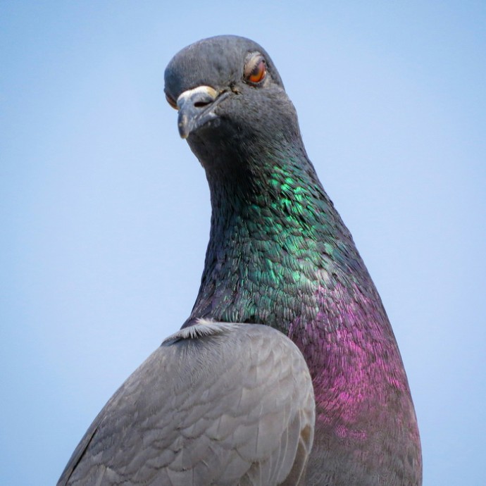 Внутреннее ухо для магнитного поля