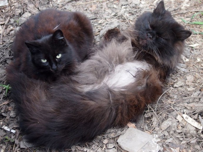 Даты определены: обязательная маркировка кошек вводится в России Даты определены: обязательная маркировка кошек вводится в России