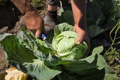 72-летняя жительница Подмосковья подавилась капустой и попала в больницу с пневмонией