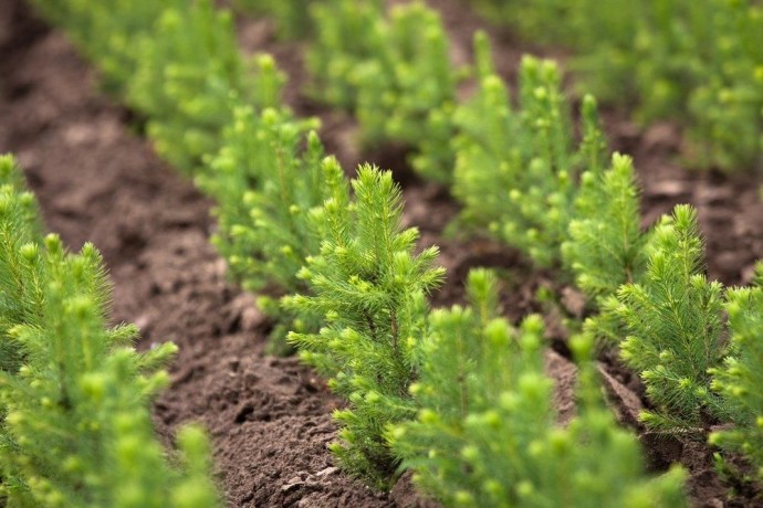 Около 9 млн елей высадят в ярославских лесах в следующем году Около 9 млн елей высадят в ярославских лесах в следующем году