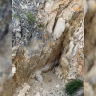 В нацпарке Бурятии засняли птенцов сапсана