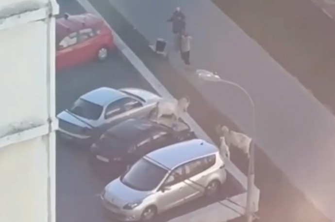 Козы в Бутово вернулись на улицы и помяли автомобили