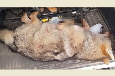 Волка застрелили рядом с детским садом на Вологодчине