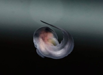 Приморские учёные первыми в мире вырастили в неволе глубоководных рыб