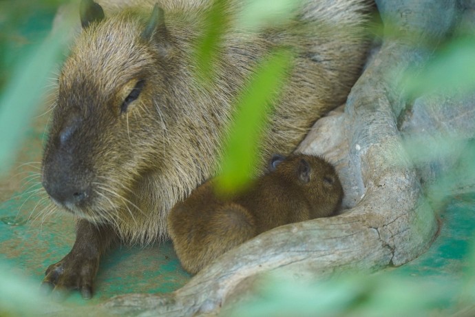 Трехмесячных капибар из Московского зоопарка назвали в честь Фиксиков
