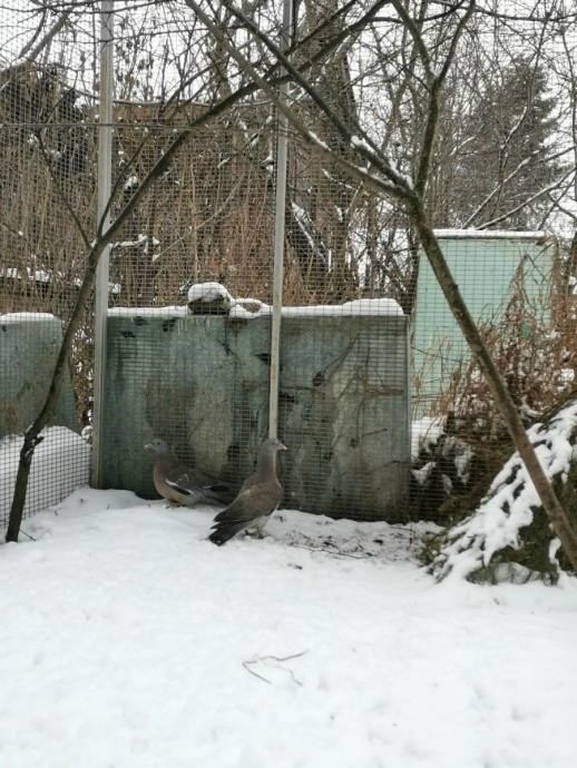 «Большое гнездо» спасло двух вяхирей