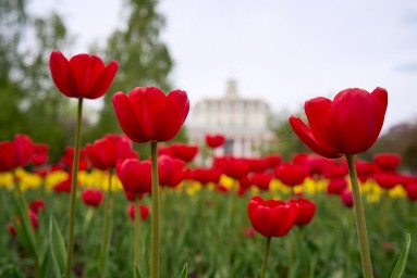 На улицах и в парках Москвы высадят несколько сортов тюльпанов