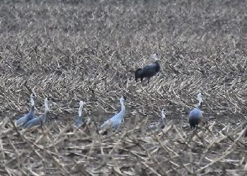 Гибридных журавлей обнаружили на амурских полях Гибридных журавлей обнаружили на амурских полях