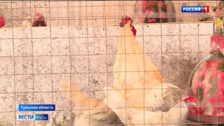 В Тульской области выявили нарушения при производстве мясокостной муки для животных