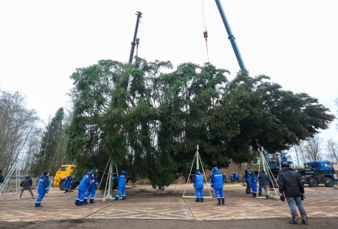 В Рузском муниципальном округе Подмосковья спилили 26-метровую ель