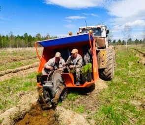 В Башкирии перевыполнен план лесовосстановления