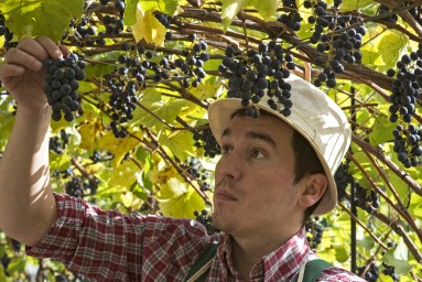 С виноградарей и садоводов Крыма хотят снять лишнюю административную нагрузку