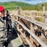 В Башкирии открыли зоопарк «Властелин овец»