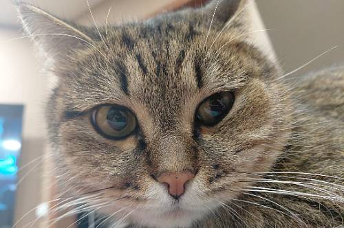 Овнов поразит заразный недуг, все содеянное обернется против Скорпионов Овнов поразит заразный недуг, все содеянное обернется против Скорпионов