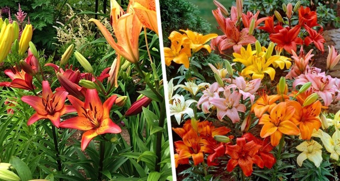 Лилии в опасности! Три роковые ошибки после цветения, которые уничтожат вашу клумбу