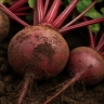 Свёкла Мулатка формирует сочную мякоть без жёсткой сердцевины