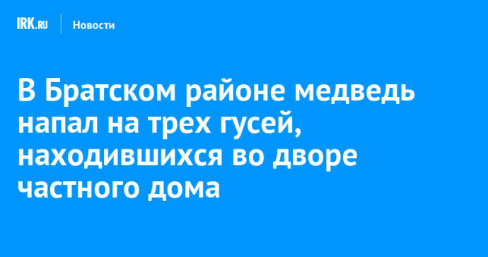 В Братском районе медведь напал на трех гусей, находившихся во дворе частного дома