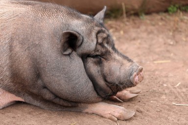 В московском парке заметили мужчину со свиньей на поводке