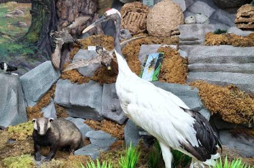 Погибший в пожаре в Приамурье журавль Кивили стал экспонатом музея ДальГАУ Погибший в пожаре в Приамурье журавль Кивили стал экспонатом музея ДальГАУ