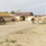 Бездомного кабанчика из Астрахани будут реабилитировать в Волгограде