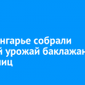 В Приангарье собрали первый урожай баклажанов из теплиц