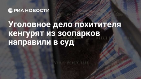 Уголовное дело похитителя кенгурят из зоопарков направили в суд