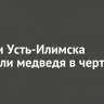 Жители Усть-Илимска заметили медведя в черте города
