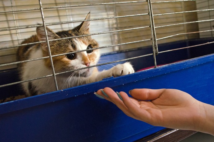 В СФ предлагают создать единый сервис для поиска хозяев животным из приютов