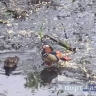 Отстрел краснокнижных уток обернулся судом для амурчан