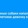 Бездомные собаки напали на девятилетнюю девочку в Тулуне
