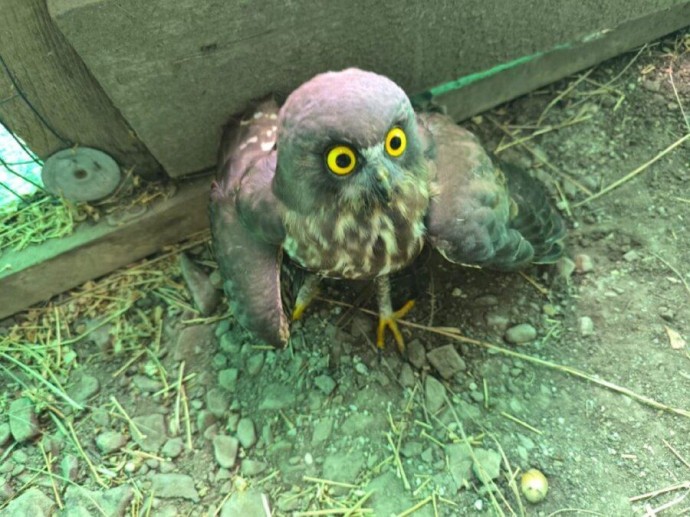 Редкая сова с травмой крыла попала в приморский центр реабилитации