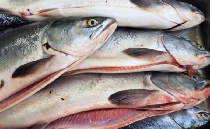 На Сахалине под суд пойдет браконьер, который напорол 7,5 кг икры, а рыбу выбросил в реку На Сахалине под суд пойдет браконьер, который напорол 7,5 кг икры, а рыбу выбросил в реку