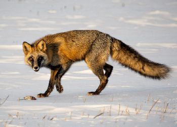 Редкую сиводушку запечатлели в Амурской области