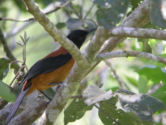 Кожа птиц питохуи содержит токсин опаснее цианида — NatGeo