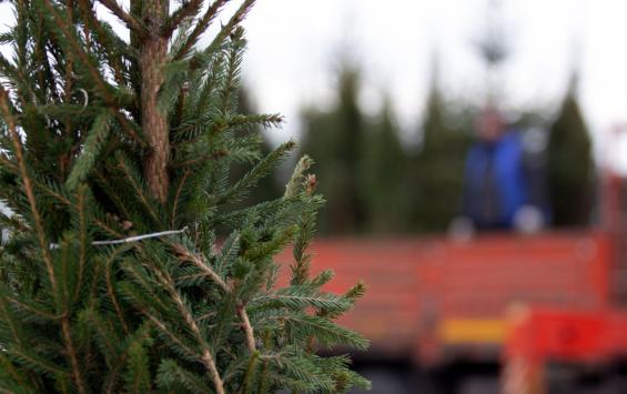 В Курске елочные базары начнут работу с 20 декабря