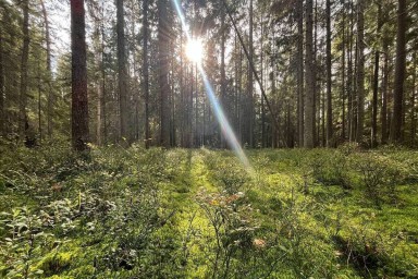 В Новгородском районе нашли 82-летнюю потеряшку