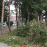 Дерево упало на уфимку на проспекте Октября