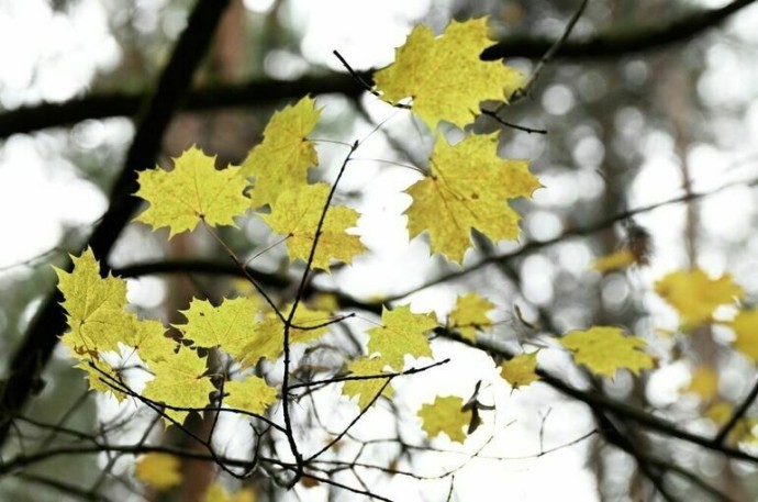 Осенняя погода сохранится в Москве до конца следующей недели Осенняя погода сохранится в Москве до конца следующей недели