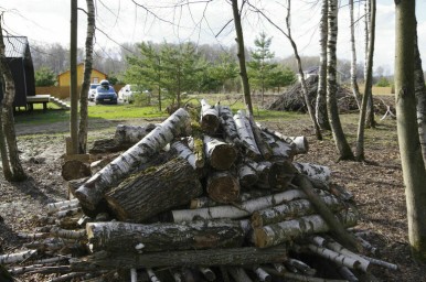 Кубанцы — участники СВО смогут заготавливать древесину вне очереди