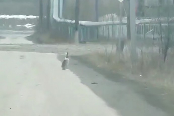 Видео: в центре Хандыги заметили зайца