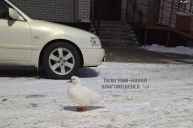 В микрорайоне Благовещенска заметили белую утку на самовыгуле