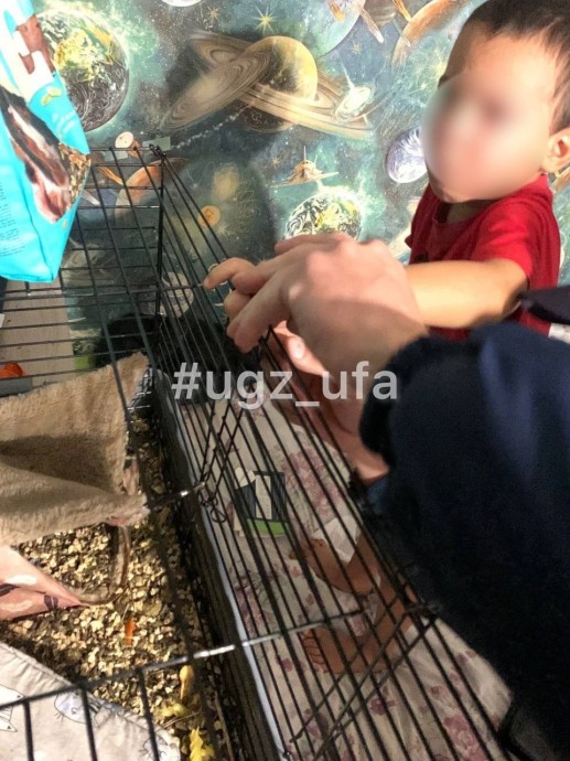 В Уфе палец у малыша застрял в клетке с крысами В Уфе палец у малыша застрял в клетке с крысами