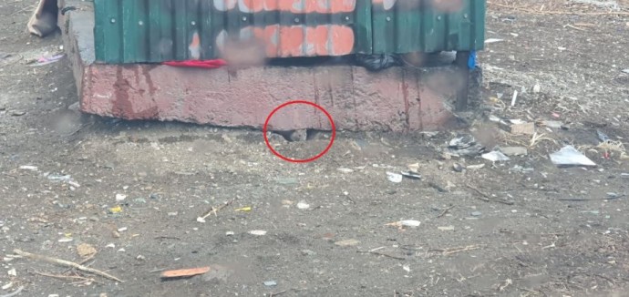 Опасное соседство. Во Владивостоке крысы не дают покоя жителям многоквартирного дома