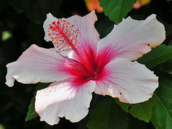 Китайский гибискус требует прохладного и светлого помещения зимой — Dum&Zahrada