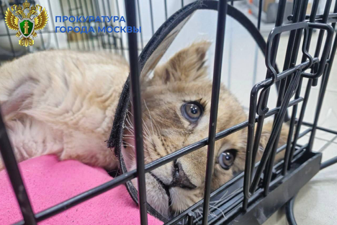 Прокуратура Москвы начала проверку жестокого обращения со львенком в «Москва-Сити»