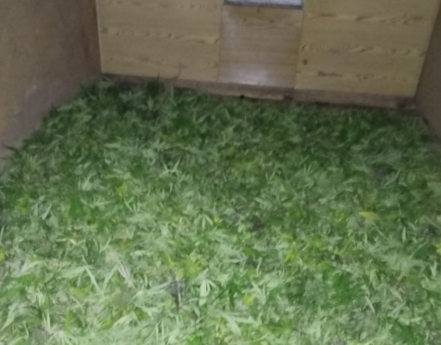 В Мордовии наркоагроном прятал на заброшенной даче более 2 кг марихуаны