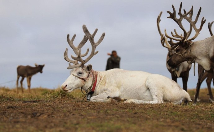 "Оленята погибли все": на Сахалине подсчитывают потери после нападения собак на стада