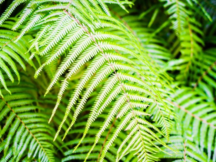 Подкормка папоротника йогуртом зимой помогает восстановить листья