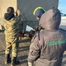 В Бурятии пресекли незаконную перевозку семи сотен сельхозживотных