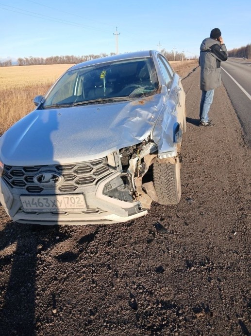 За два дня в районе Башкирии произошло три ДТП с животными